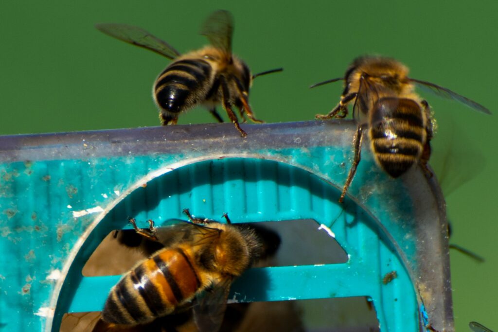 abeille4