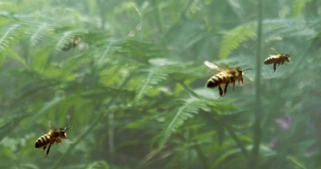 abeille6