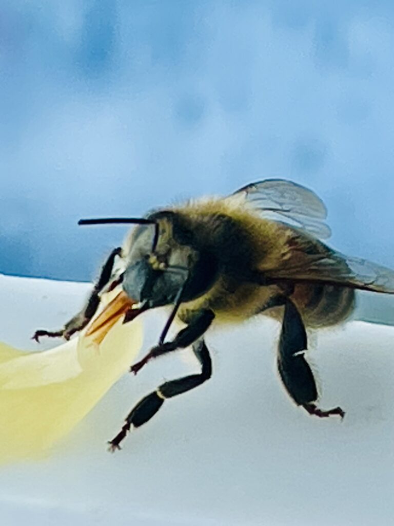 abeille mange