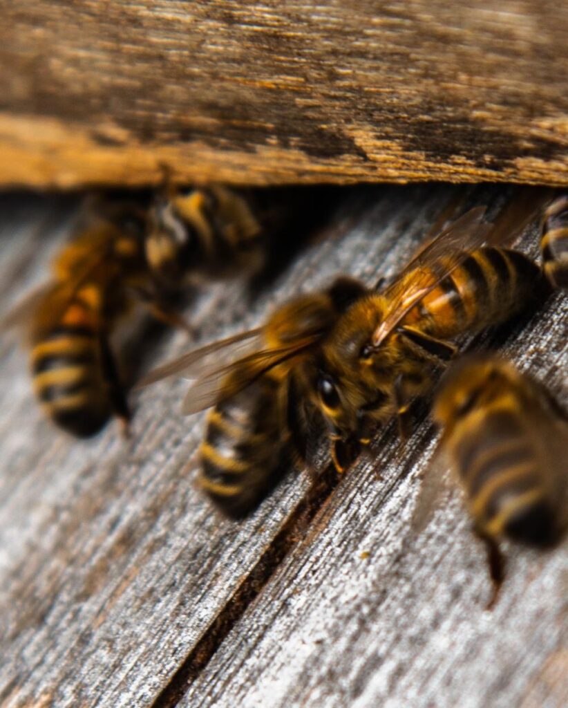 durabilis demarche rse abeilles ruche