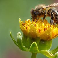 durabilis abeille