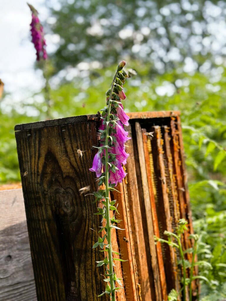 fleur
