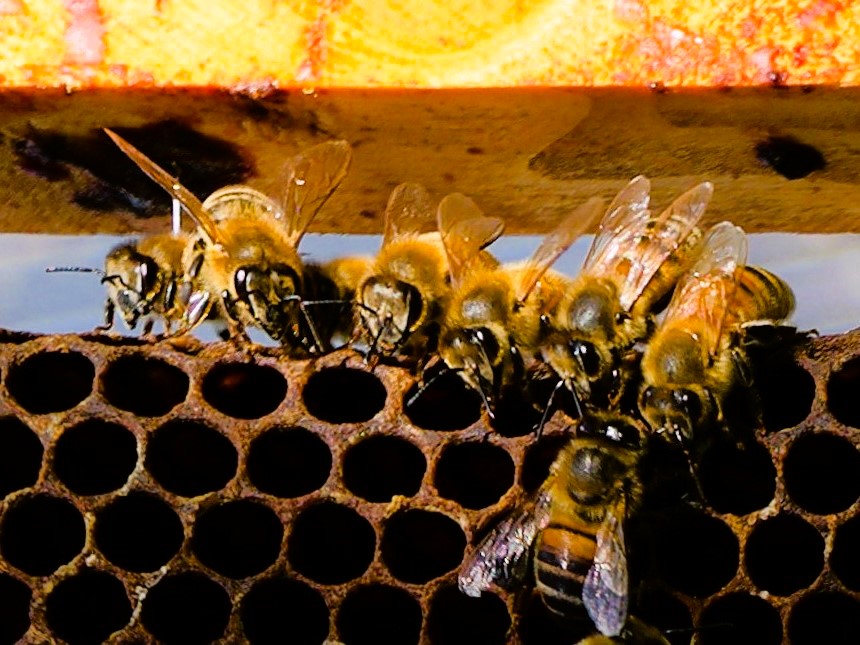 groupe abeilles